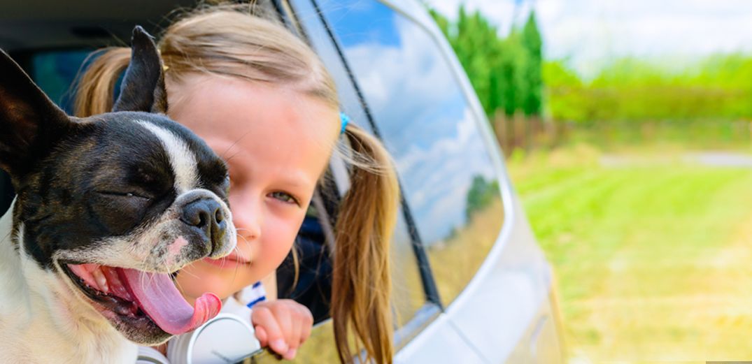 A little girl and her Boston Terrier out the window of a new car