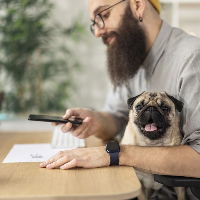 A bearded man with a pug on his lap scans a QR code with his phone.